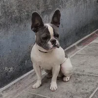 فرنچ بولداگ|سگ|بومهن, |دیوار