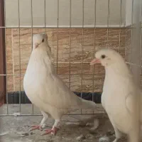 کبوتر کفتر