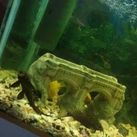 اکواریم کامل|ماهی|سنندج, |دیوار