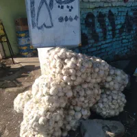 پیازدرجه۱فقط۱۵زیرقیمث میدان بار