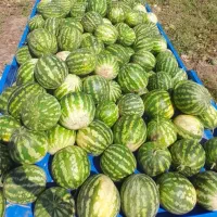 هندوانه مغان‌ فروشی