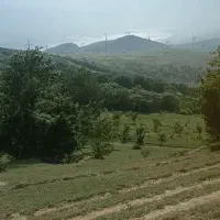 زمین جنگلی