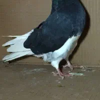 کبوتر|حیوانات|چالدران, |دیوار