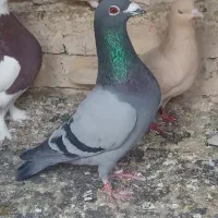 کفتر|پرنده|چناران, |دیوار