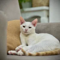 واگذاری رایگان گربه شناسنامه دار|گربه|رشت, حافظ آباد|دیوار