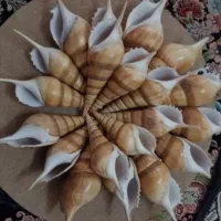 تعدادی صدف دریایی بزرگ تزیینی