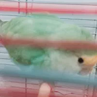 طوطی برزیلی|پرنده|پاکدشت, پاکدشت (مامازند)|دیوار