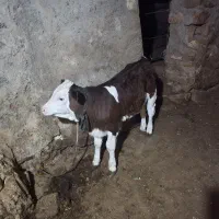 گوساله سمینتال|حیوانات مزرعه|بجنورد, |دیوار