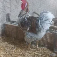 ویاندوت