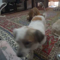 سگ فیندو روباهی واگذاری|سگ|سنندج, |دیوار