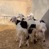 بره قوچ پلنگی