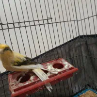 قناری نر|پرنده|الوند, |دیوار