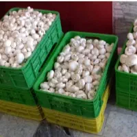 استخدام کارگر / کارخانه قارچ مهرشهر