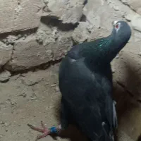 زاغ پرشی|پرنده|خوسف, |دیوار