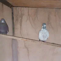 کفتر درجه یک|پرنده|برخوار, |دیوار