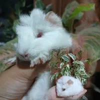 خوکچه چشم آلبالیویی