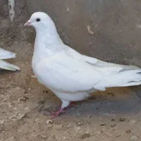 ۵ طوق کفتر پرشی اسمون دیده