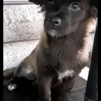 سگ گمشده (3میلیون تومان مژدگانی)|سگ|فولادشهر, مسکن مهر فولادشهر|دیوار