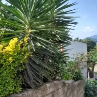 درخت یوکا فروشی