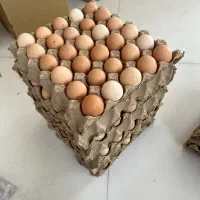 تخم مرغ محلی