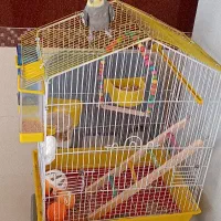 عروس هلندی