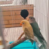 ۲جفت برزیلی مولد کار داده و ۱عدد گرینچیک ماده مست|پرنده|ری, دولتآباد|دیوار