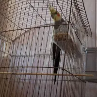 عروس هلندی جفت