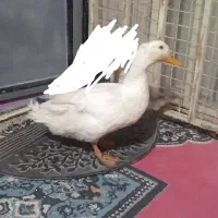 سه عدد اردک خونگی