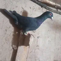 ۴تا کفتر جنگنده|پرنده|اسفراین, |دیوار