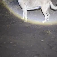 سگ دزدیده شده|حیوانات|قروه, |دیوار