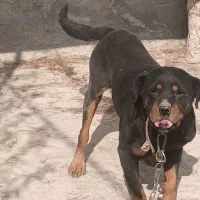 سگ روتوایلر|سگ|رباطکریم, منجیل آباد|دیوار