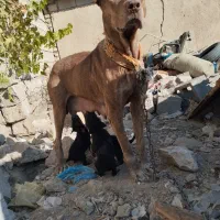 سگ پیتبول گریدین ماده