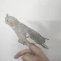 ۴ عدد جوجه عروس هلندی  ۳۸ روزه