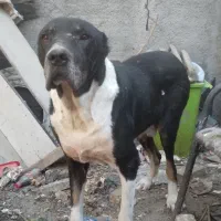 واگذاری سگ خراسانی|سگ|رباطکریم, رباطکریم|دیوار