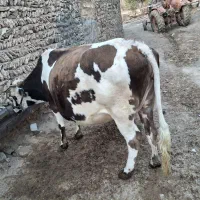 گاو و گوساله