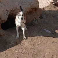 واگذاری سگ افغان نگهبان