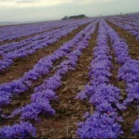 فروش گل زعفران|عمدهفروشی|تربتحیدریه, ترمینال|دیوار