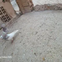 کبوترهفت رنگ نروطوقی موقلف