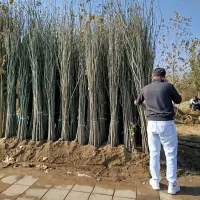 فروش نهال صنوبر و کبوده در سایز های مختلف|خدمات باغبانی و درختکاری|رشت, منظریه|دیوار