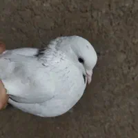 گم شده