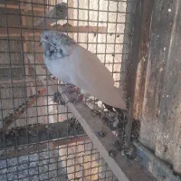 کفتر|پرنده|تهران, دبستان|دیوار