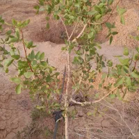 فروش باغ پسته|فروش دفتر صنعتی، کشاورزی، تجاری|تهران, جوادیه|دیوار