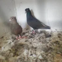 نرو ماده دم سفید کاکلی