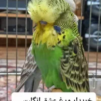 مرغ عشق انگلیسی گرید A