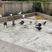 کبوتر پرشی|پرنده|چالوس, |دیوار