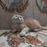 اسکاتیش کاراملی|گربه|تبریز, |دیوار