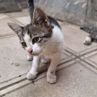 واگزاری گربه