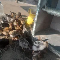 جوجه دورگی ۳۰روزه