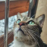 واگذاری گربه‌ی خانگی ۴ ساله، ماده، عقیم‌شده و سالم