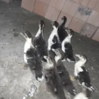 اردک اسراییلی|حیوانات مزرعه|سیمین شهر, |دیوار